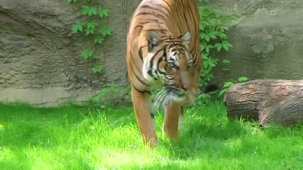Тигр ходит по траве — стоковое видео