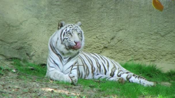 Biały tygrys — Wideo stockowe
