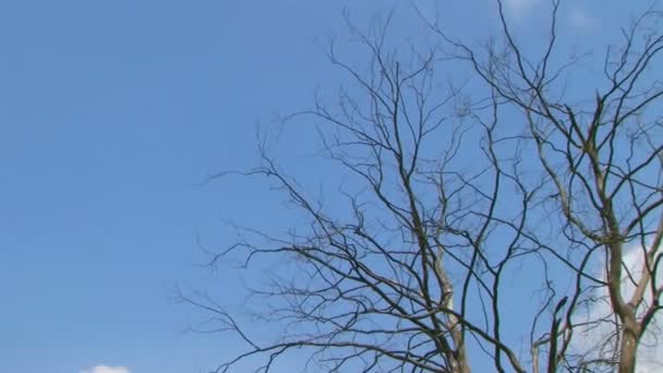 Pohon dengan Awan Waktu Lapse — Stok Video