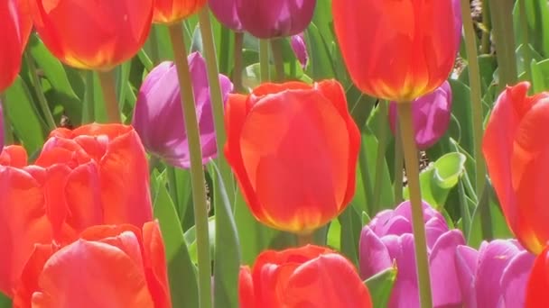 Tulp tuin — Stockvideo