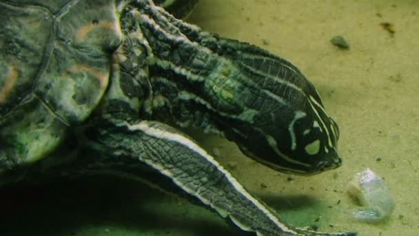 Sköldpadda äter — Stockvideo