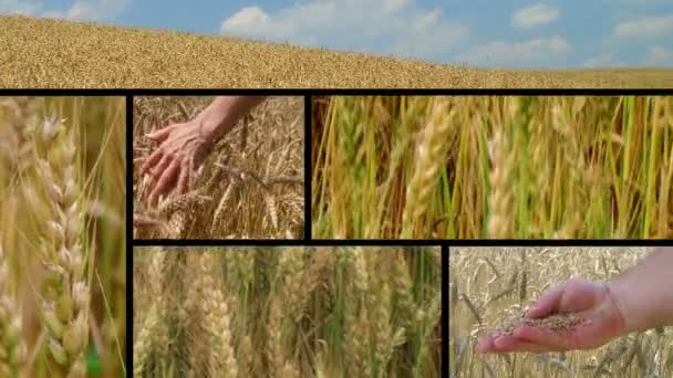 Kompozyt upraw pszenicy — Wideo stockowe