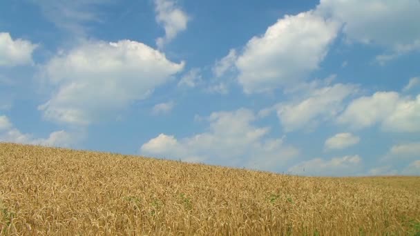 Campo de trigo contra el cielo — Vídeos de Stock