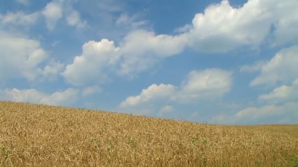 Пшеничное поле против неба — стоковое видео