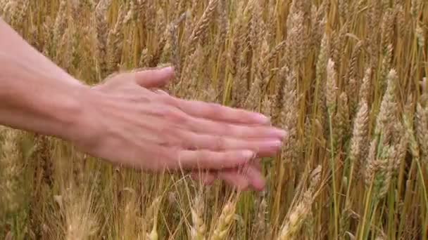 Grano soffiato a mano — Video Stock