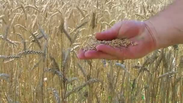 Grano soffiato a mano — Video Stock