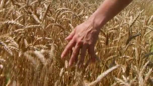 Hand in Hand im Weizenfeld — Stockvideo