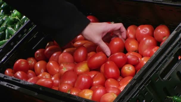 Kobieta wybierając pomidory w produkcji — Wideo stockowe