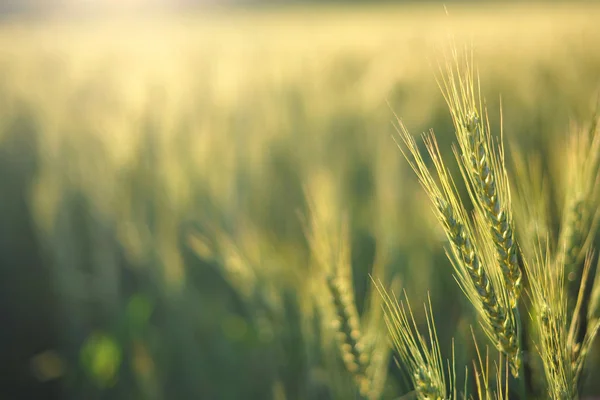 Wheat in the morning — Stock Photo, Image