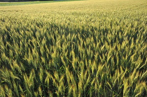 Wheatfield in ripening stage — Stock Photo, Image