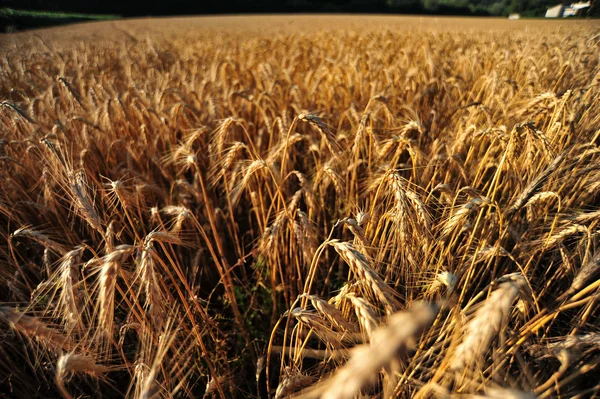 Wheat field ready for harvest — Stock Photo, Image