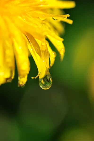 Diente de león con una gota de agua Fotos de stock