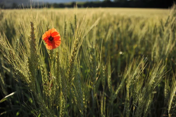 Amapola solitaria en una vista del campo de trigo desde lejos Imagen de stock