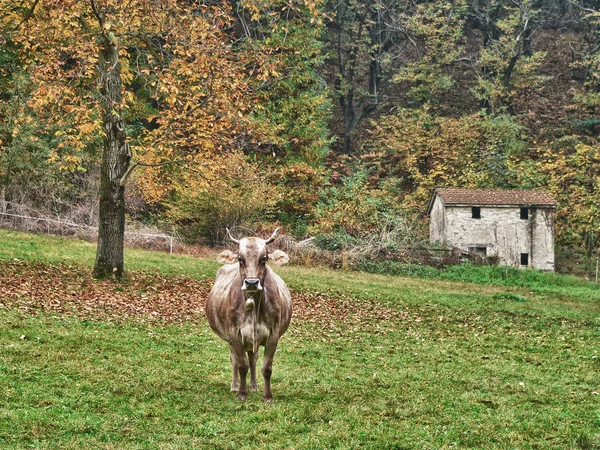 Sonbahar Çayırda yalnız inek — Stok fotoğraf