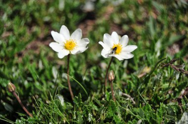 Dryas octopetala - Camedrio alpino