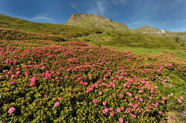 Rhododendron na montanha — Fotografia de Stock