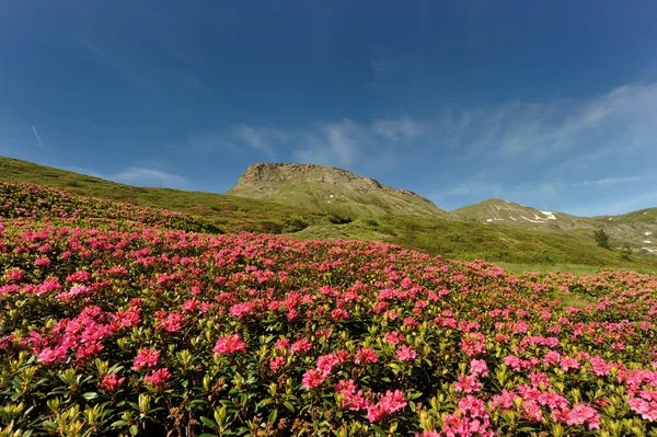 Różanecznik w góry — Zdjęcie stockowe