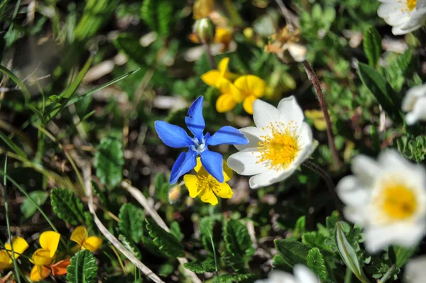 Gentian Primaticcia with various flowers — Stock Photo, Image