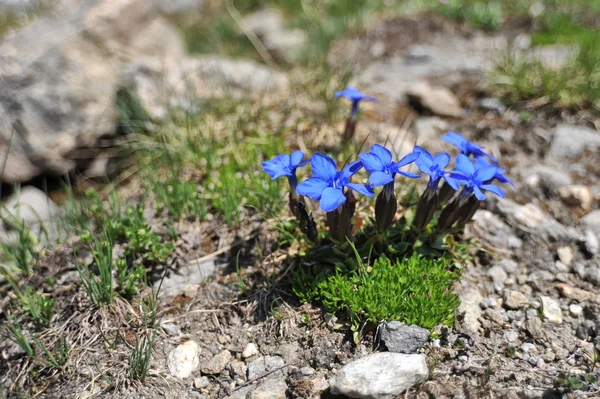 Gentiana primaticcia i berg — Stockfoto