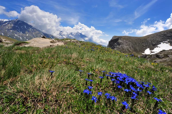 Enzianprimatizien im Gebirge — Stockfoto