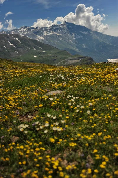 Blommor i berg — Stockfoto