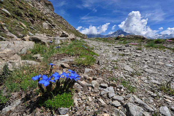 Gentiana primaticcia i berg — Stockfoto