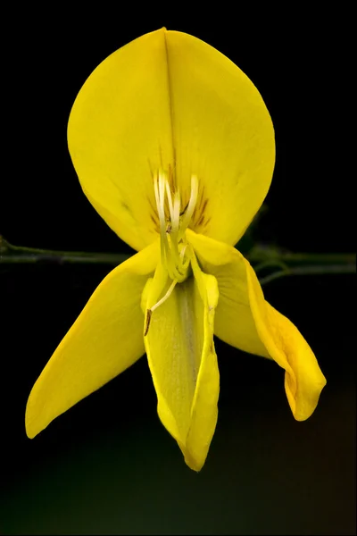 Cytisus Scoparius — Stock Photo, Image