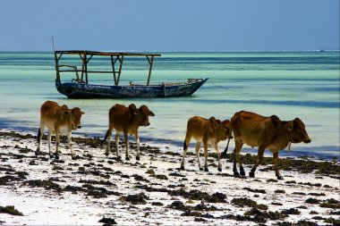 Cow in zanzibar clipart