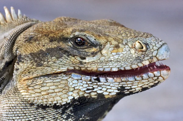 Göz iguana — Stok fotoğraf