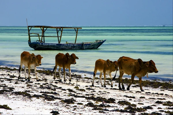 Vaca em zanzibar — Fotografia de Stock