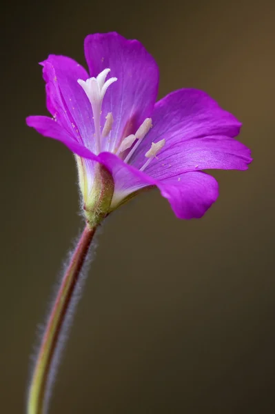 Em castanho — Fotografia de Stock