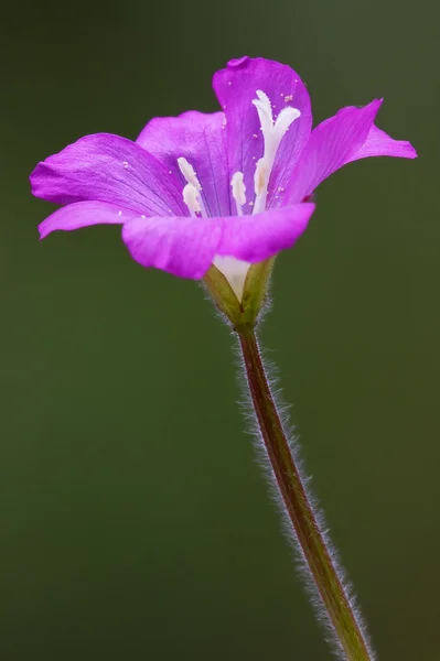 Ciclamino — Stock Photo, Image