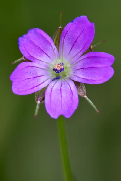 Viola nel verde — Stok fotoğraf