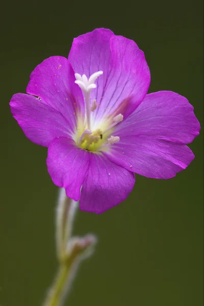 Flor violeta — Fotografia de Stock