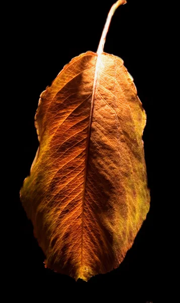 Der Herbst und das Blatt — Stockfoto