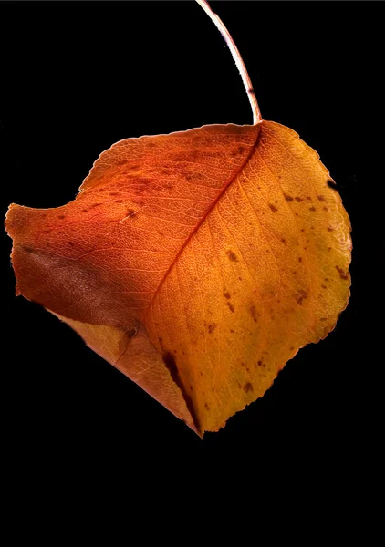 Folha e cores em outono — Fotografia de Stock