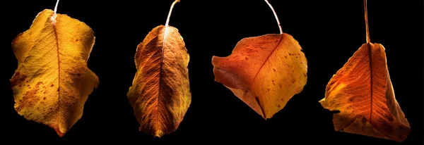 Листя і кольори восени — стокове фото