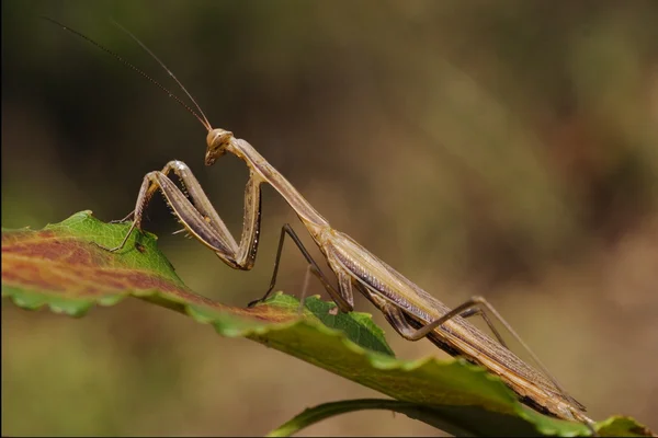 Mantis religiosa — Stock fotografie