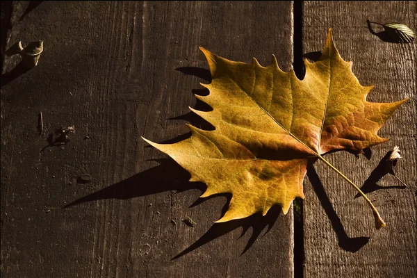 Ein Blatt im Herbst im Wald — Stockfoto