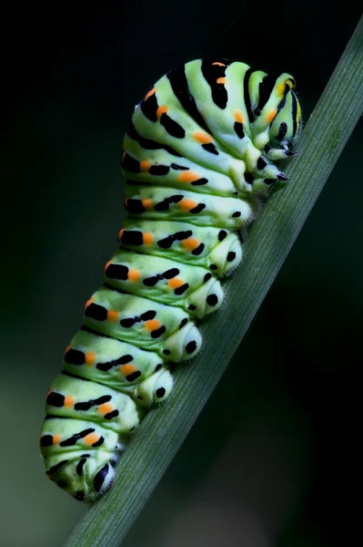 Bruco di Papilionidae — Stock fotografie