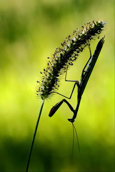 Mantis religiosa e sombra — Fotografia de Stock