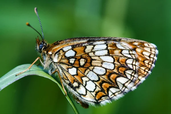 Farfalla in foglia — Foto Stock