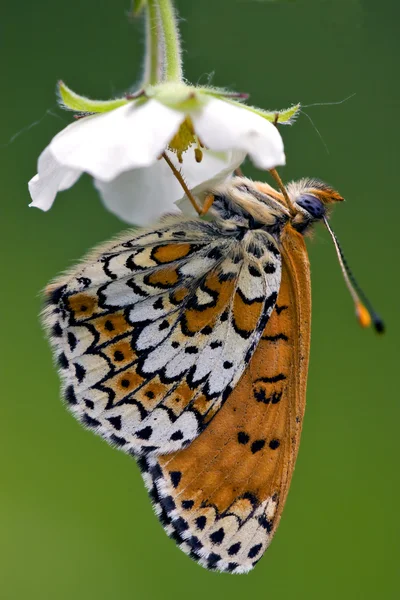 Motyl w kwiatach — Zdjęcie stockowe