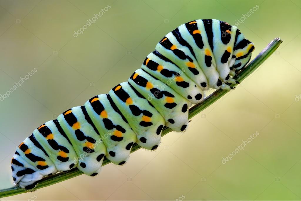 caterpillar #hashtag