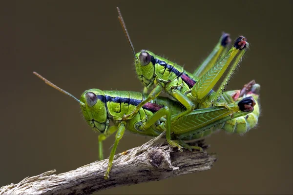 Heuschrecken haben Sex in einem Baum — Stockfoto