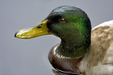 bir ördek gri