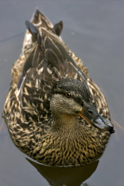 Hnědý kachna v šedé — Stock fotografie