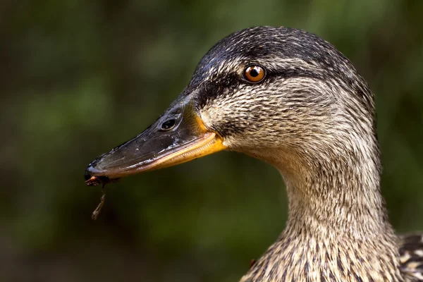 Un pato comiendo —  Fotos de Stock