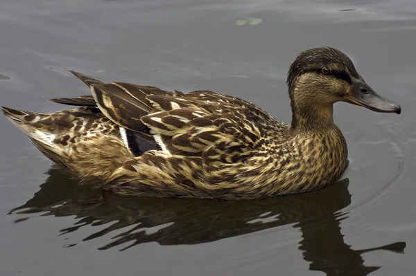 Um pato no lago — Fotografia de Stock