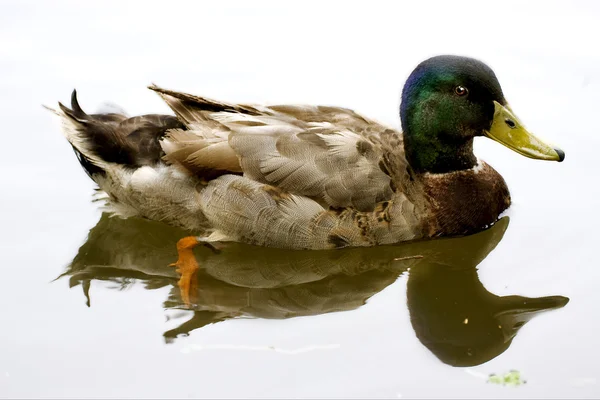 Pato marrom lago branco — Fotografia de Stock